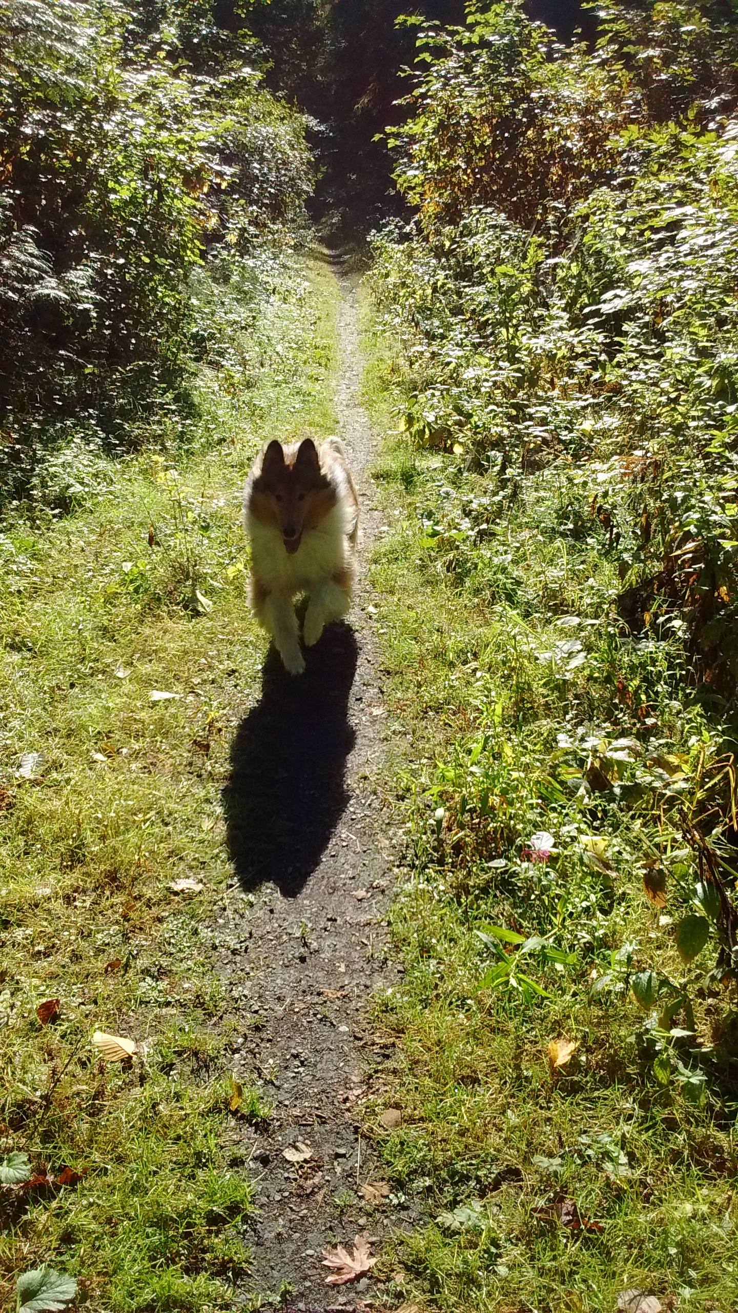 Annie on trail